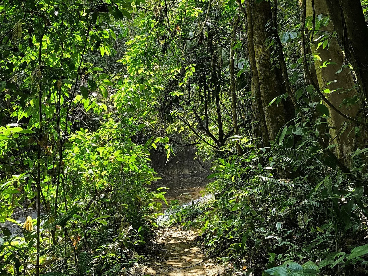 A hiking trail through lush tropical forest