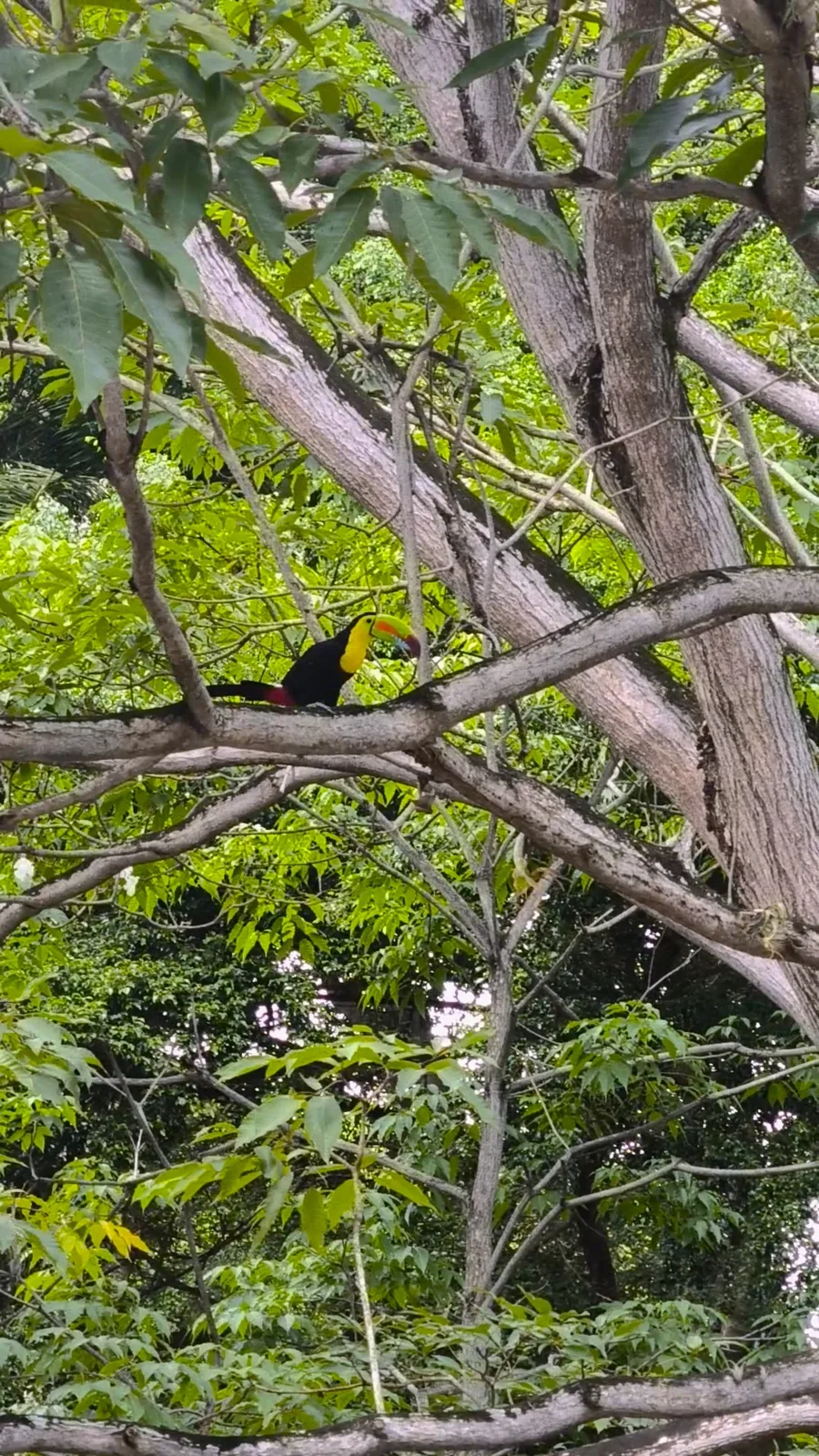 Toucan perched on a branch among green foliage
