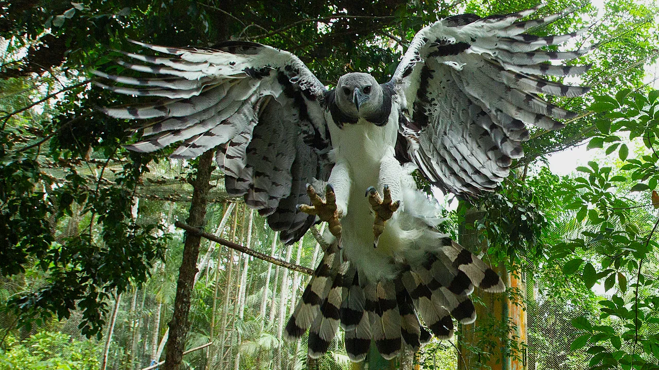 Harpy eagle with its wings spread among green foliage