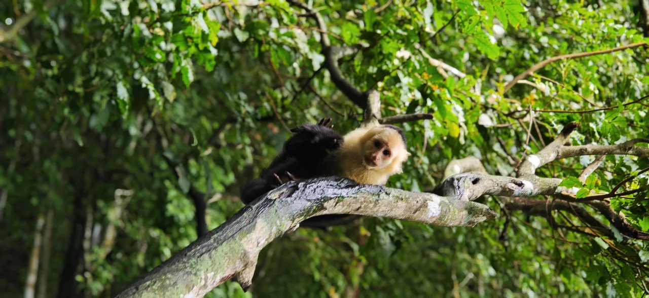 Monkey resting on a branch in the forest