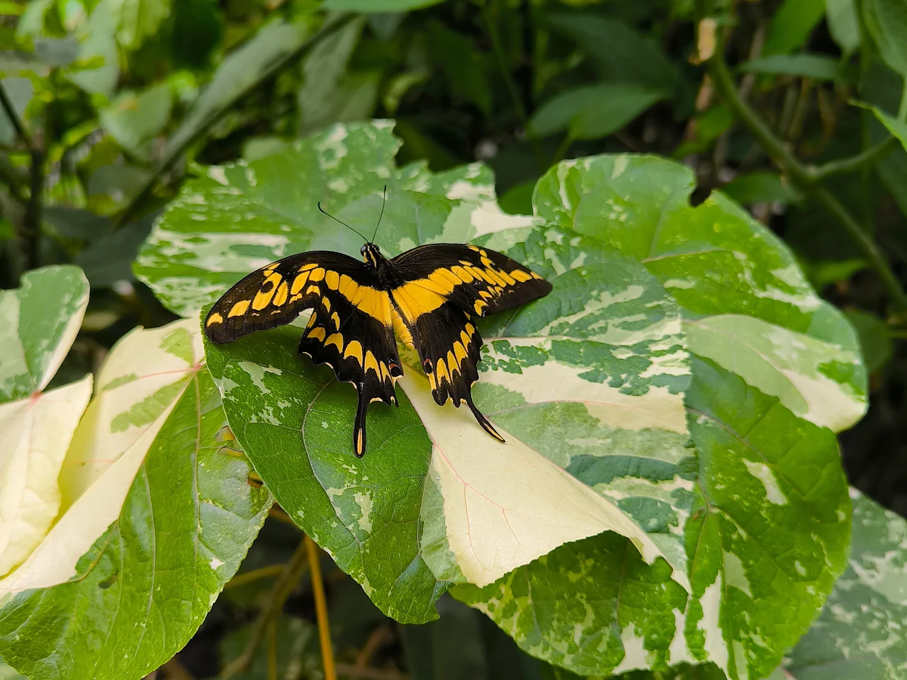 Yellow and black butterfly resting on a green leaf
