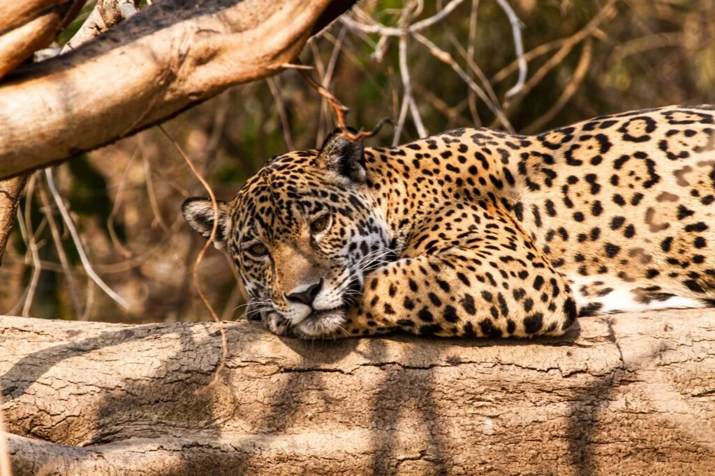 Jaguar resting on a log