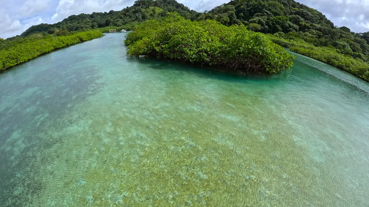 Mangroves and clear water at Venas Azules